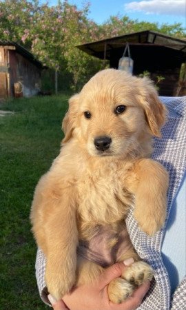 Golden Retriever