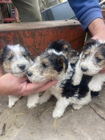 Drótszőrű foxterrier