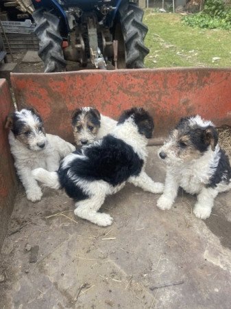 Drótszőrű foxterrier