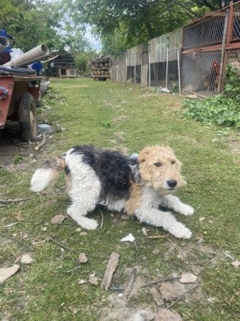 Drótszőrű foxterrier
