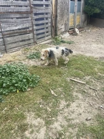 Drótszőrű foxterrier