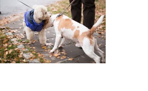 Új kutyád bemutatása a meglévő kutyáidnak