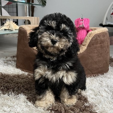 Máltai selyemkutya x toy uszkár