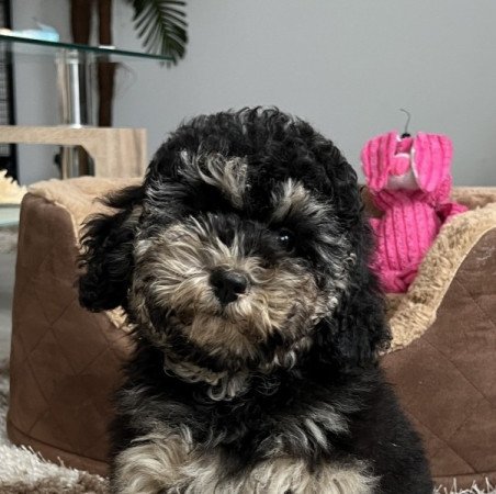 Máltai selyemkutya x toy uszkár