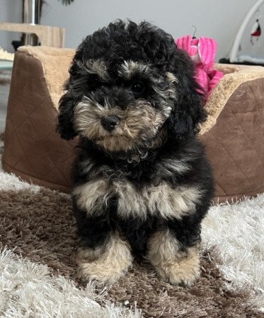 Máltai selyemkutya x toy uszkár