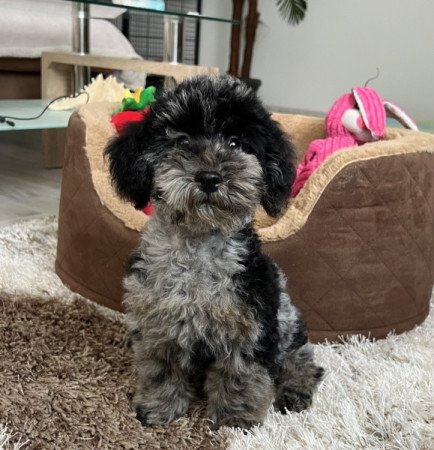 Máltai selyemkutya x törpe uszkár