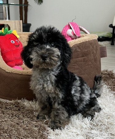 Máltai selyemkutya x törpe uszkár