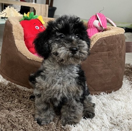 Máltai selyemkutya x törpe uszkár