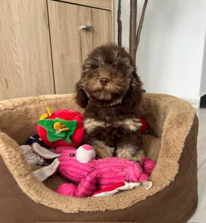 Máltai selyemkutya x törpe uszkár