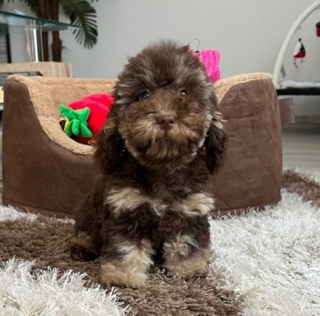 Máltai selyemkutya x törpe uszkár