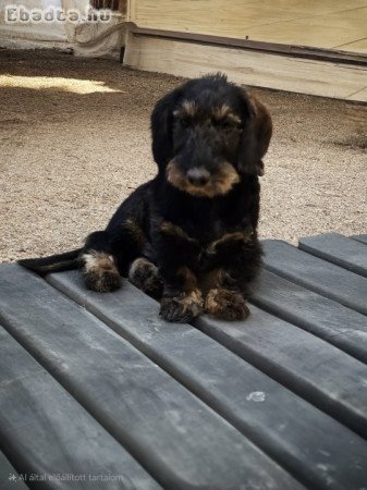 Szálkás szőrű tacskó