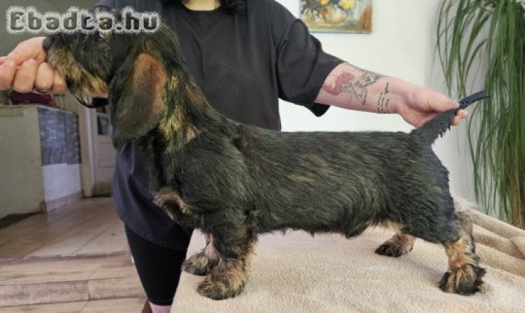 Szálkás szőrű tacskó