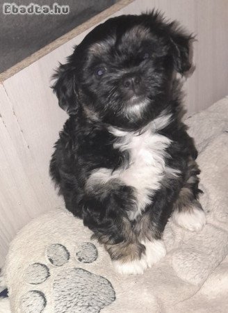 Bichon kiskutyák szerető gazdit keresnek