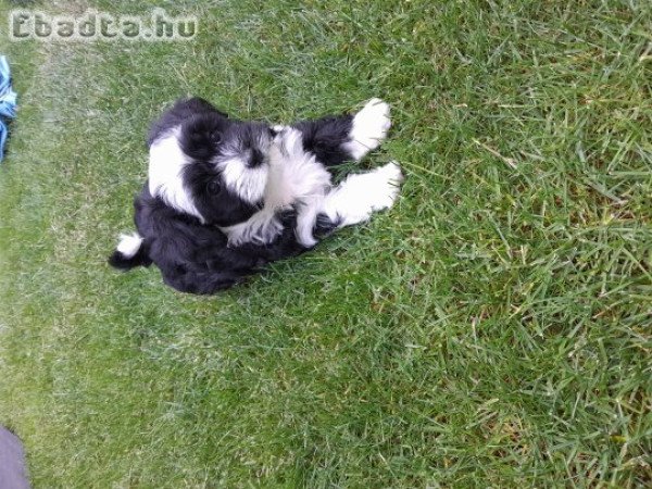 Bichon kiskutyák szerető gazdit keresnek