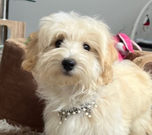 Törpe uszkár x máltai selyemkutya