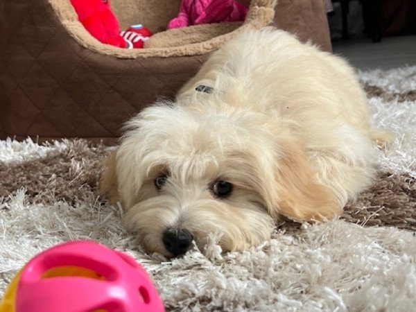 Törpe uszkár x máltai selyemkutya