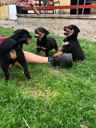 Eladó Rottweiler kiskutyák