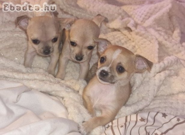 Eladó Mini Csivavák