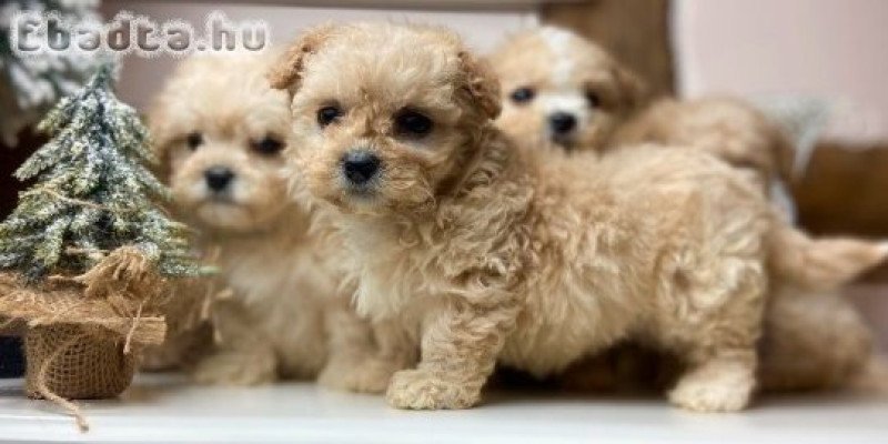 Részletfizetéssel maltipoo babák