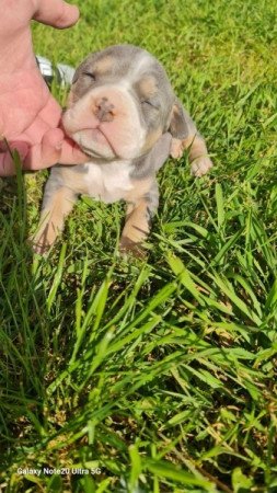 Amerikai Staffordshire terrier