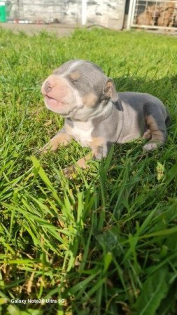 Amerikai Staffordshire terrier