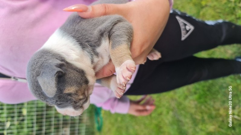 Amerikai Staffordshire terrier