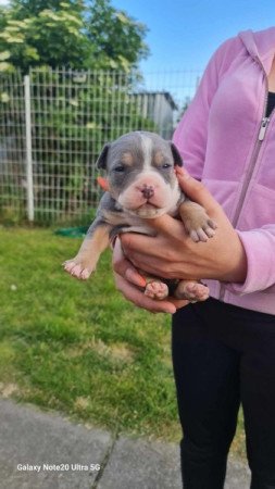 Amerikai Staffordshire terrier