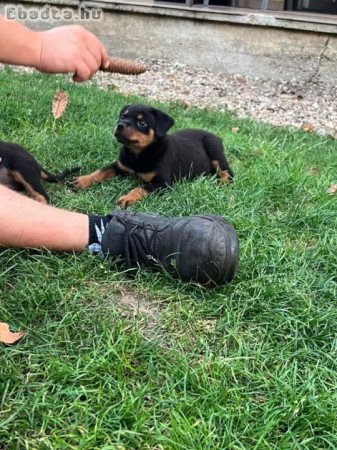 Eladó Rottweiler kiskutyák