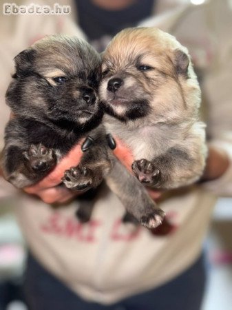 Pomeraniai törpe spitz (spicc)