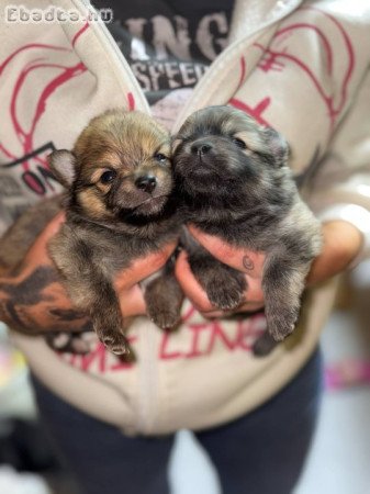 Pomeraniai törpe spitz (spicc)