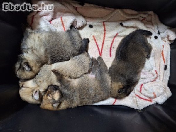 Pomeraniai törpe spitz (spicc)