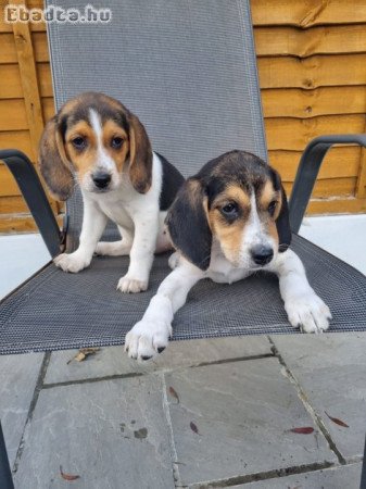 Gyönyörű Beagle kölykök jó otthonra