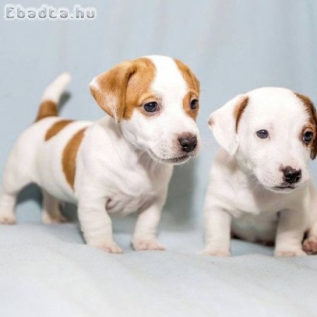 Gyönyörű Jack Russell Terrier kölykök jó otthonra