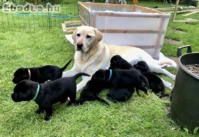 Gyönyörű labrador retriever kölykök jó otthonra