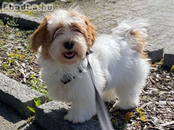 Bichon havanese kiskutyák