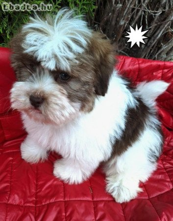 Havanese csodaszép kutyusok