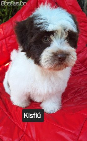 Havanese csodaszép kutyusok