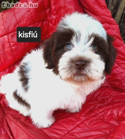 Havanese csodaszép kutyusok