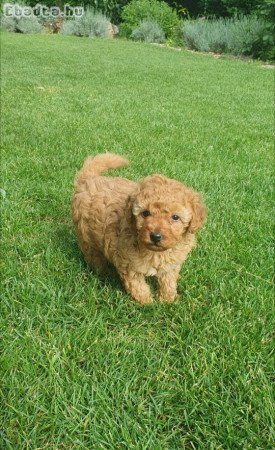 Uszkár eladó Ceglèdbercelen