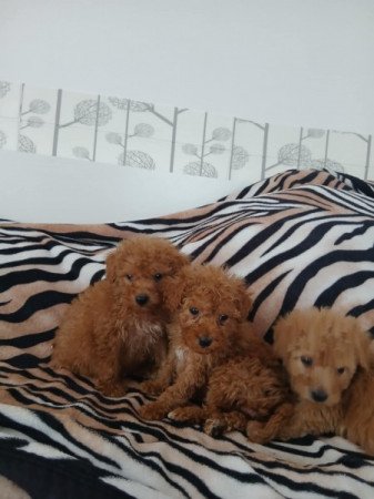 Vörös törpe uszkár