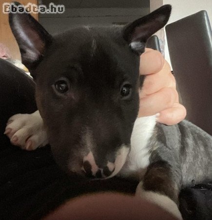 Mini Bill Terrier kölykök költöznének