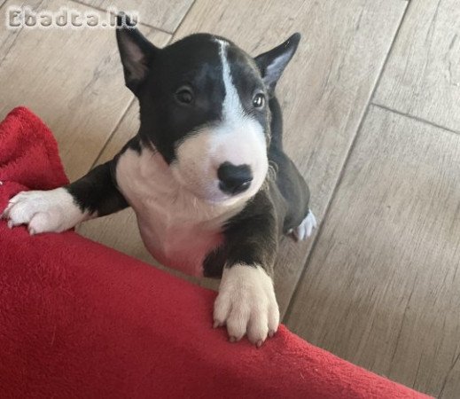 Mini Bill Terrier kölykök költöznének