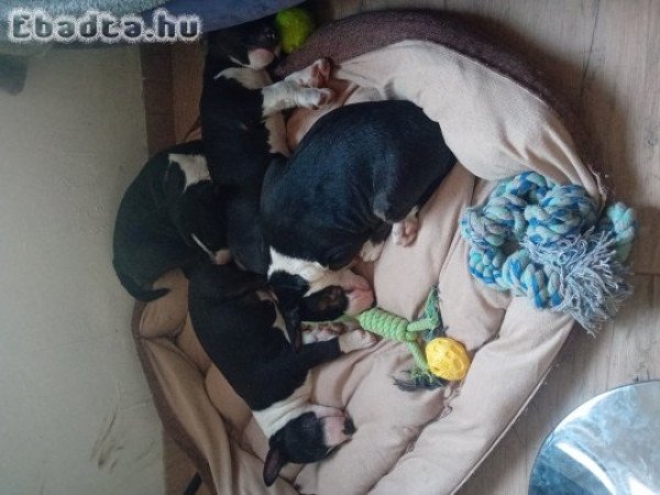 Mini Bill Terrier kölykök költöznének