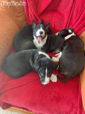 Mini Bill Terrier kölykök költöznének