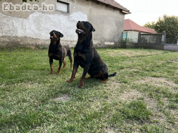 Fajtatiszta Rottweiler eladó kölykök